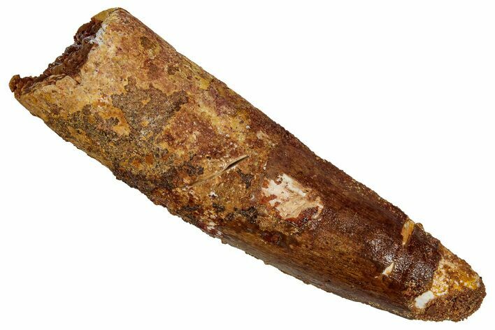 Bargain, Fossil Spinosaurus Tooth - Real Dinosaur Tooth #355700